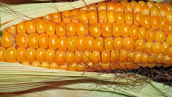 Wat je niet mag eten tijdens het Keto-dieet